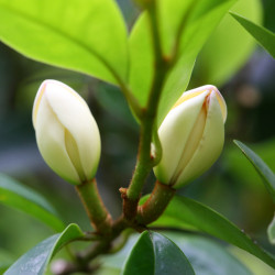 Michelia figo - Magnolia persistant