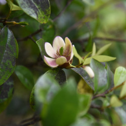 Michelia figo - Magnolia persistant