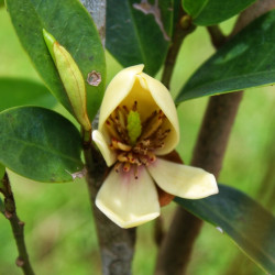 Michelia figo - Magnolia persistant