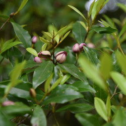 Michelia figo - Magnolia persistant