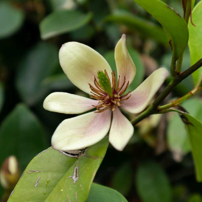 Michelia figo - Magnolia persistant