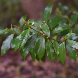 Michelia figo - Magnolia persistant