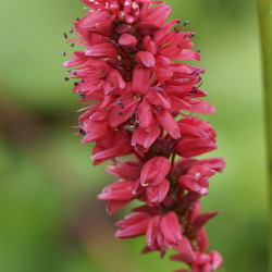 Persicaria amplexicaulis ‘JS Calor‘ ® - Renouée ornementale