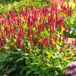 Persicaria amplexicaulis ‘JS Calor‘ ® - Renouée ornementale