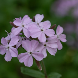 Saponaria sicula intermedia