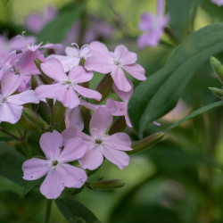 Saponaria sicula intermedia