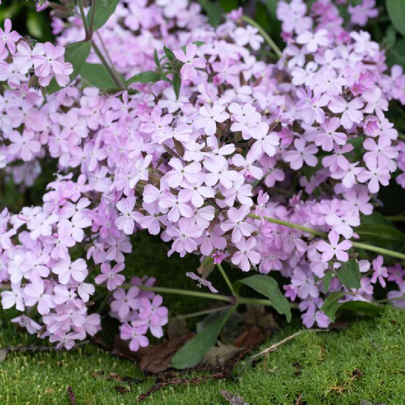 Saponaria sicula intermedia