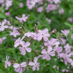 Saponaria sicula intermedia