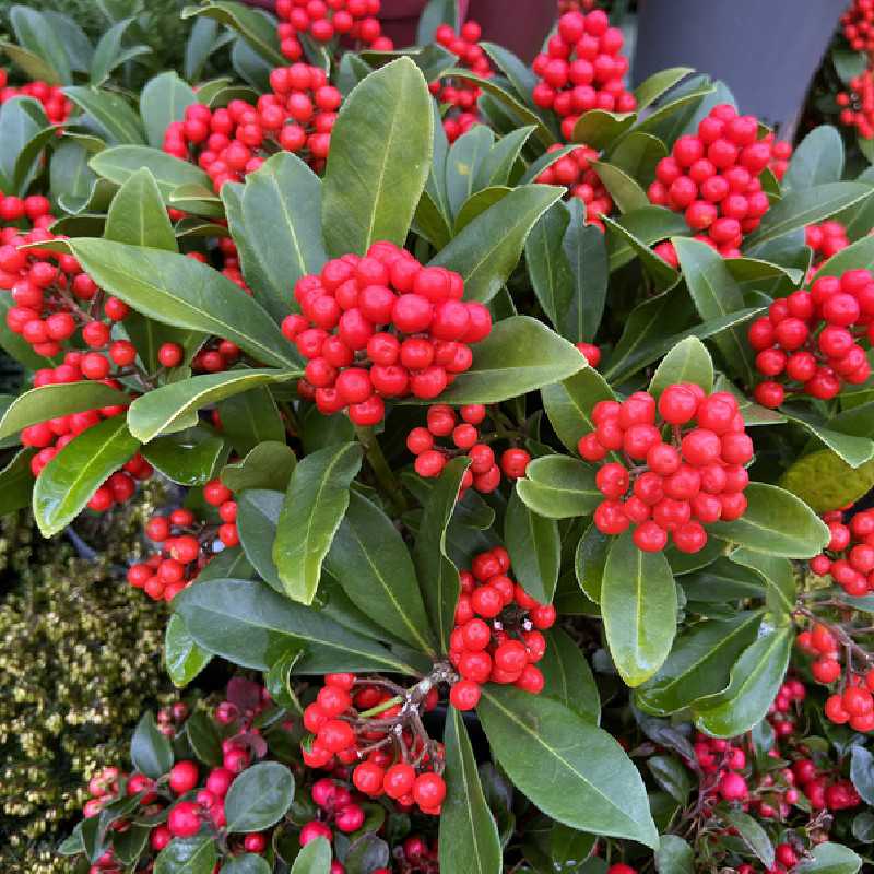 Skimmia japonica ‘Temptation’ (femelle) - Skimmia du Japon