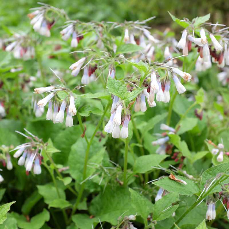 Symphytum grandiflorum ‘Hidcote Blue‘ - Consoude à grandes fleurs