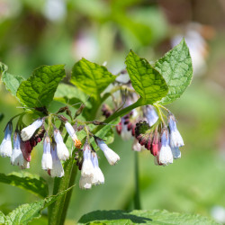 Symphytum grandiflorum ‘Hidcote Blue‘ - Consoude à grandes fleurs