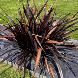 Phormium tenax ‘Back in Black