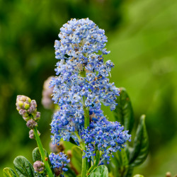 Ceanothus burkwoodii