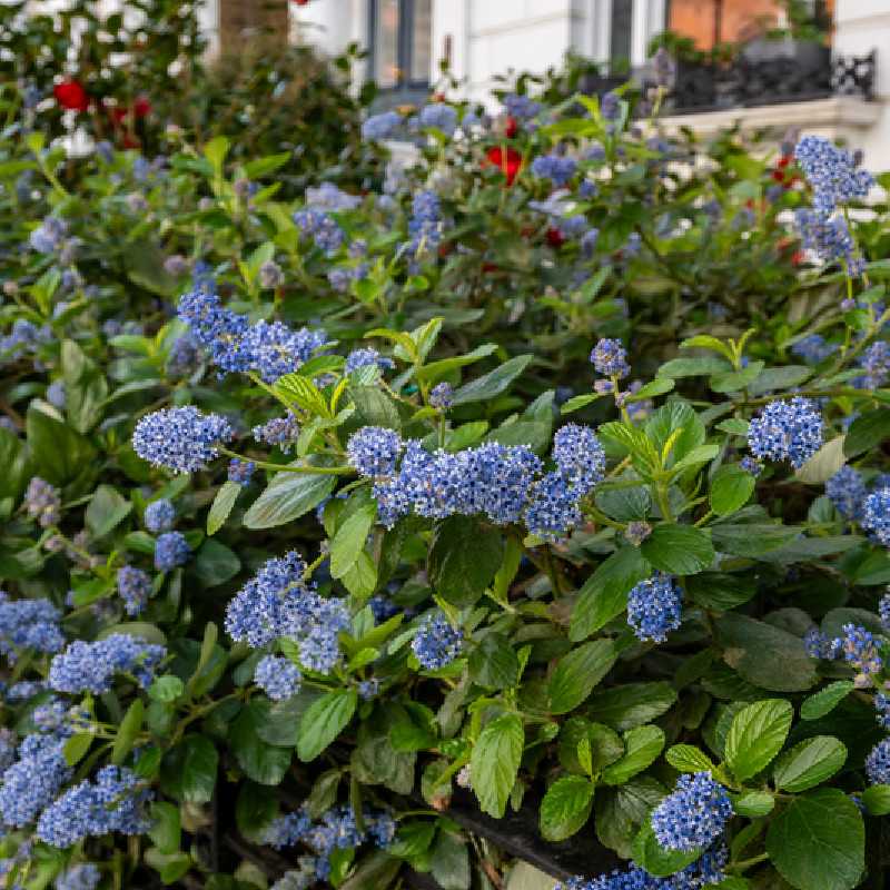 Ceanothus arboreus Trewithen Blue