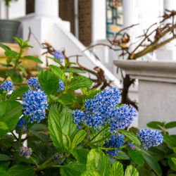 Ceanothus arboreus Trewithen Blue