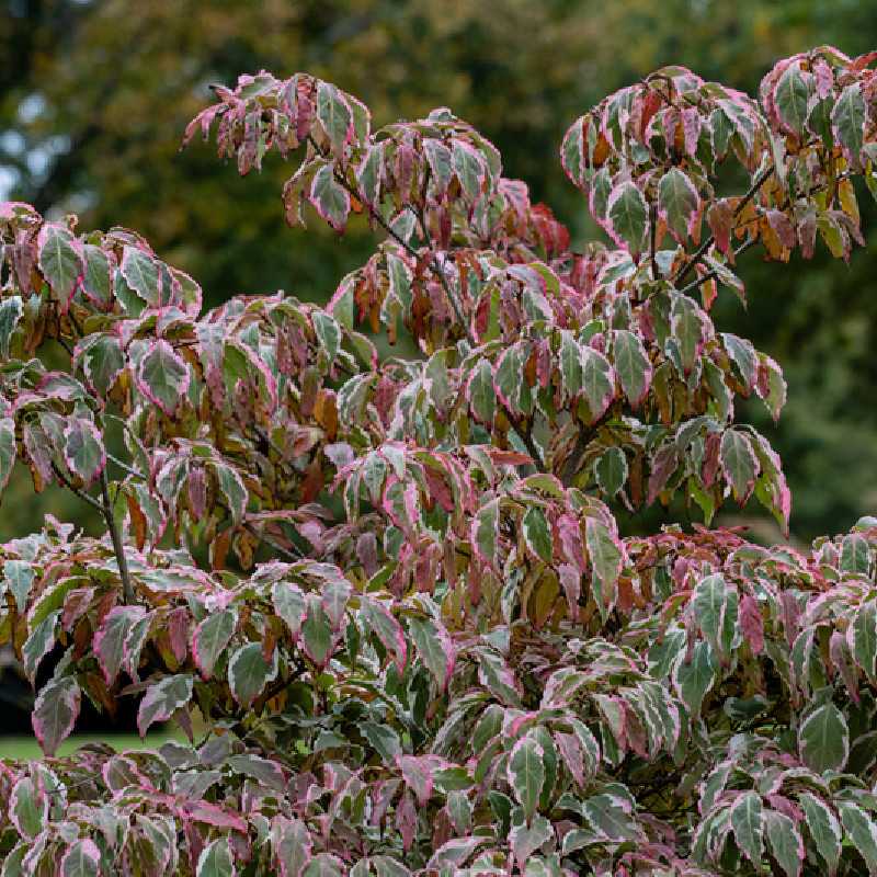 Cornus kousa ‘Shira yuki’ - Cornouiller du Japon