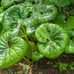 Farfugium japonicum ‘Giganteum‘