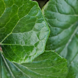 Farfugium japonicum ‘Giganteum‘