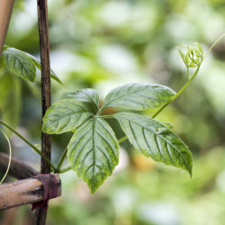 Gynostemma pentaphyllum