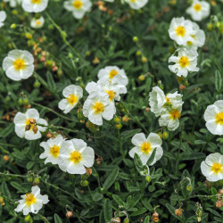 Helianthemum ‘The Bride’