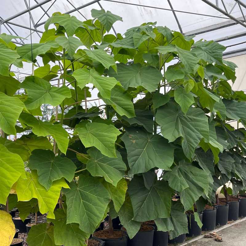 Paulownia fortunei April light