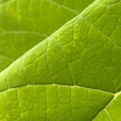 Paulownia fortunei April light