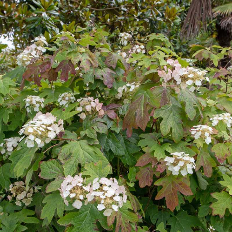 Hydrangea quercifolia Munchkin