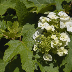 Hydrangea quercifolia ‘Munchkin