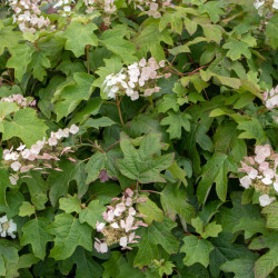 Hydrangea quercifolia ‘Munchkin