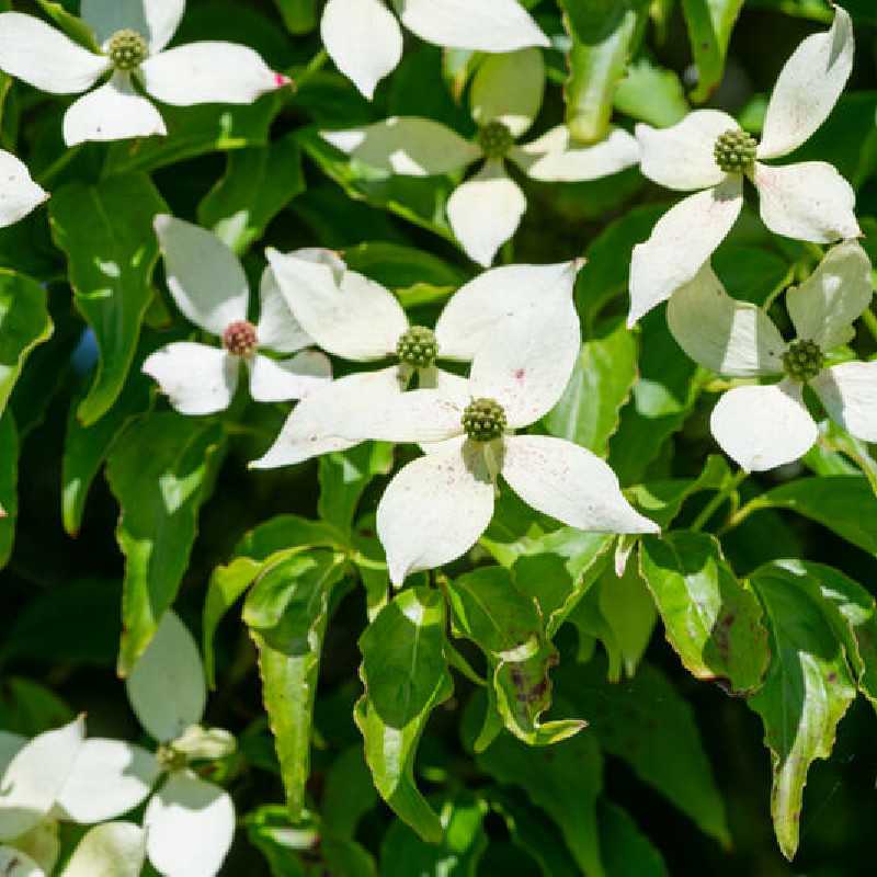 Cornus kousa John Slocock