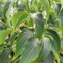 Cornus kousa John Slocock