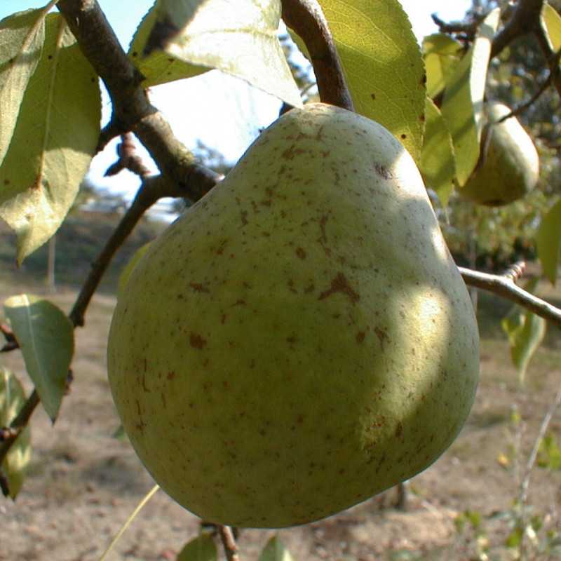 Pyrus communis ‘Duc de Bordeaux