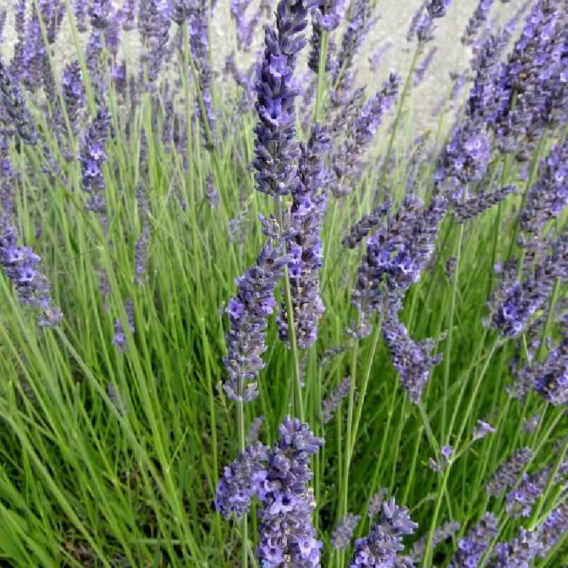 Lavandula intermedia Provence