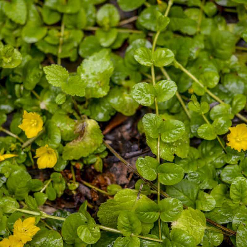 Lysimachia nummularia Goldilocks