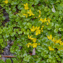 Lysimachia nummularia Goldilocks