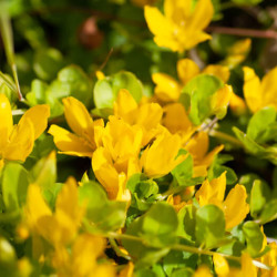 Lysimachia nummularia ‘Goldilocks’ - Herbe aux écus