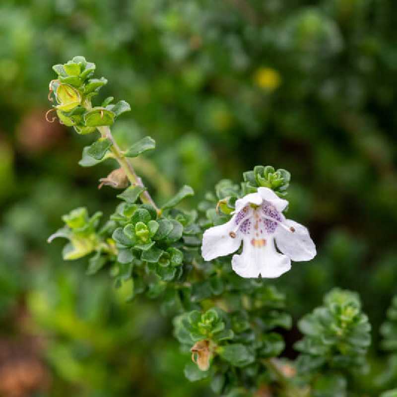 Prostanthera cuneata