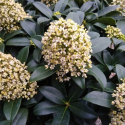 Skimmia japonica Fragrant Cloud