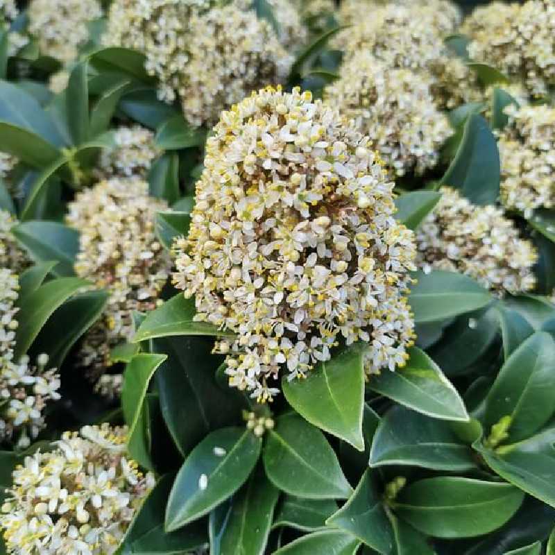 Skimmia japonica Fragrant Cloud