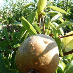 Pyrus communis ‘Duc de Bordeaux’