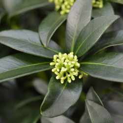 Skimmia japonica Fragrant Cloud