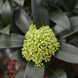 Skimmia japonica Fragrant Cloud