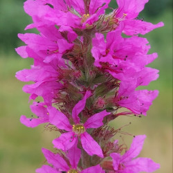 Lythrum salicaria ‘Robert