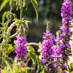 Lythrum salicaria ‘Robert