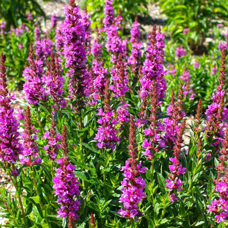 Lythrum salicaria Robert