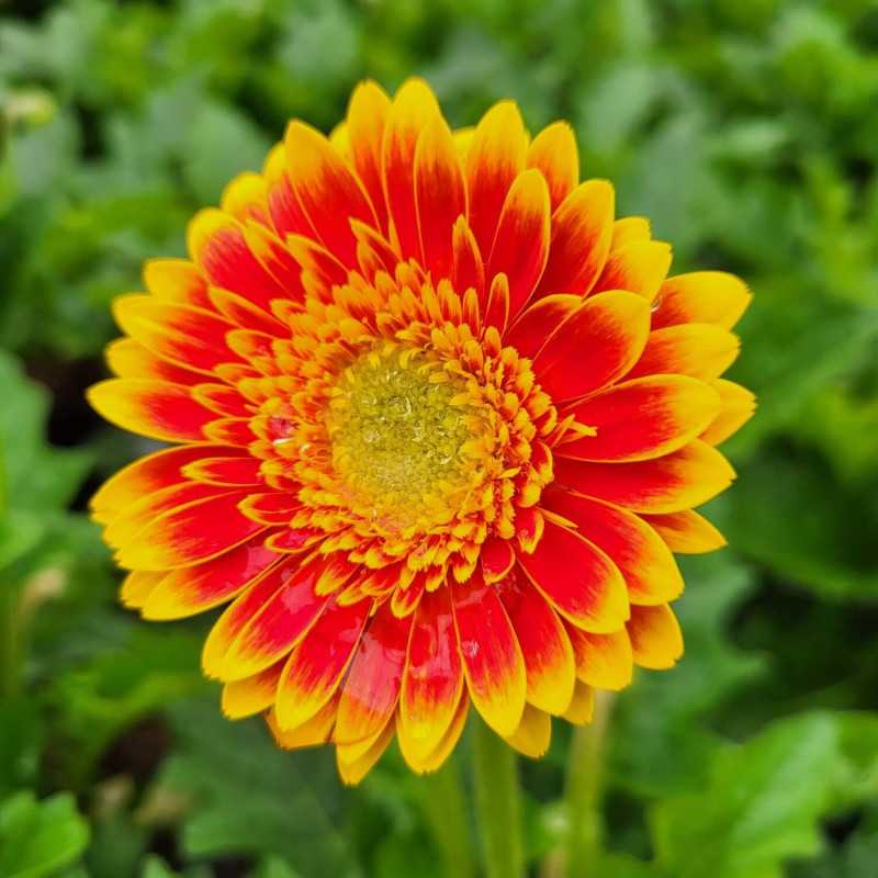 Gerbera sweet Blaze