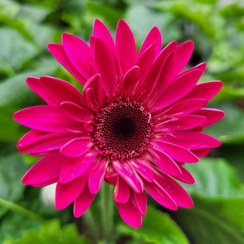 Gerbera ‘sweet Sparkle‘ - Garvinea ®