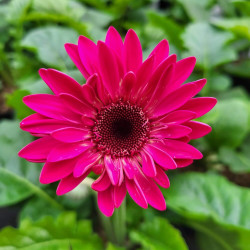 Gerbera ‘sweet Sparkle‘ - Garvinea ®