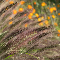 Pennisetum alopecuroides Red Head