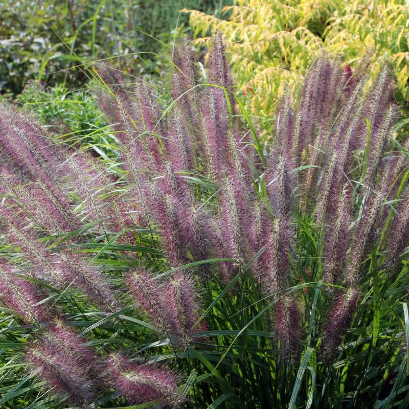 Pennisetum alopecuroides ‘Red Head‘